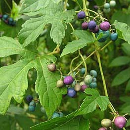 Ampelopsis-brevipedunculata-kamerwingerd Carl Stahl Groene gevels