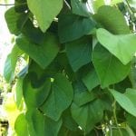 aristolochia_macrophylla