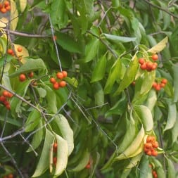 boomwurger-celastrus-scandens