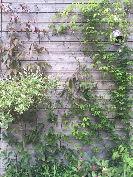 kabelnetten in de tuin Carl Stahl Green walls